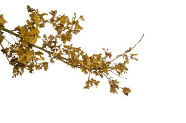 Kuru meşe dalı ve kış mevsiminde kurumuş kahverengi yapraklar. Beyaz arkaplanda doğal yaprak döken ağaç dalı var. Tasarım, dekorasyon, mevsimsel kavramlar için meşe yaprağı, sonbahar ya da kış doğa unsurlarının botanik detayları