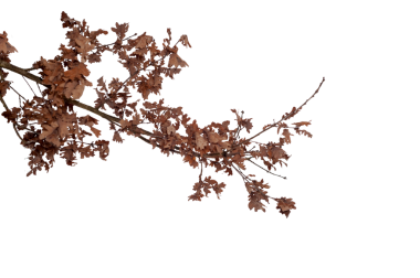 Kuru meşe dalı ve kış mevsiminde kurumuş kahverengi yapraklar. Beyaz arkaplanda doğal yaprak döken ağaç dalı var. Tasarım, dekorasyon, mevsimsel kavramlar için meşe yaprağı, sonbahar ya da kış doğa unsurlarının botanik detayları