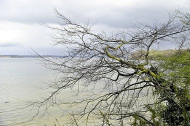 Bulutlu bir gökyüzünün altında durgun göl suyu üzerinde uzanan çıplak ağaç dallarıyla sakin göl manzarası. Yumuşak sessiz renkler ve minimum doğal bileşim tasarım kullanımı için uygun barışçıl bir arkaplan oluşturur.