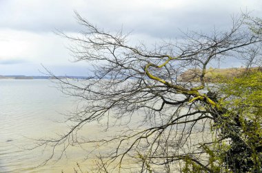 Yumuşak bulutlu bir gökyüzünün altında durgun göl suyunun üzerine uzanan çıplak ağaç dallarıyla parlak göl manzarası. Açık tonlu doğal ve barışçıl açık hava sahnesi ve kopyalama alanı.