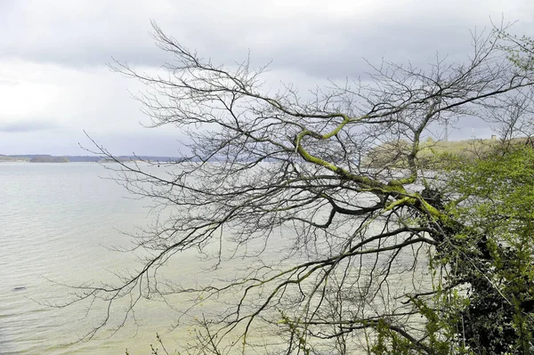 Bulutlu bir gökyüzünün altında durgun göl suyu üzerinde uzanan çıplak ağaç dallarıyla sakin göl manzarası. Yumuşak sessiz renkler ve minimum doğal bileşim tasarım kullanımı için uygun barışçıl bir arkaplan oluşturur.
