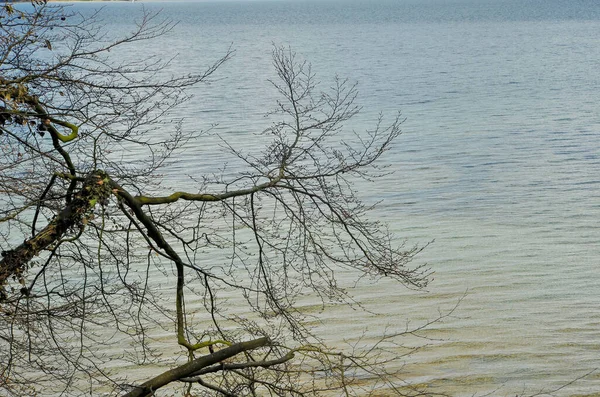 Sakin bir göl yüzeyine uzanan çıplak ağaç dallarıyla minimalist doğa sahnesi. Sakin deniz manzarası, hafif dalgalanmalar, doğal dokular ve fotokopi alanı, barışçıl bir arkaplan olarak uygun..