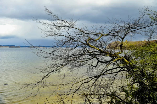Durgun göl suyunun üzerine uzanan çıplak ağaç dallarıyla kasvetli göl manzarası dramatik bulutlu bir gökyüzü altında. İlkbahar atmosferli doğal deniz manzarası ve kopyalama alanı.