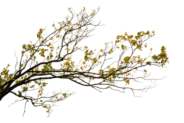 Beyaz arka planda sarı ve yeşil sonbahar yaprakları olan doğal meşe dalı. Ayrıntılı dalları ve organik yaprak şekilleriyle gerçek mevsimlik yapraklar. Doğa, mevsimsel tasarım ve dekoratif kullanıma uygun minimum botanik bileşimi.