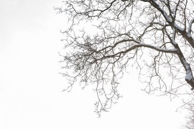 Kışın hafif karlı doğal meşe dalı, parlak bulutlu gökyüzüne karşı aşağıdan çekilmiş..