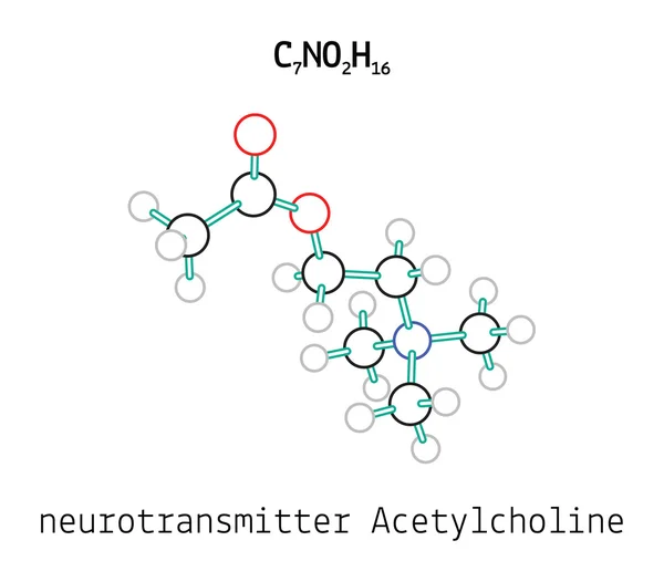 C7NO2H16 Molécula de acetilcolina — Vector de stock