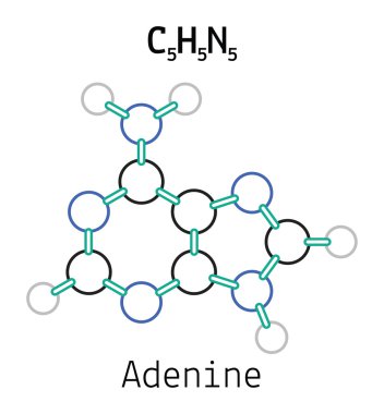 C5h5n5 adenin molekül