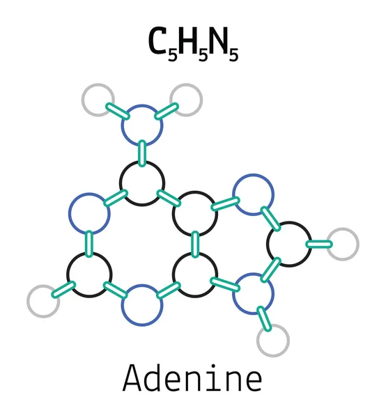 C5H5N5 molécula de adenina — Vector de stock