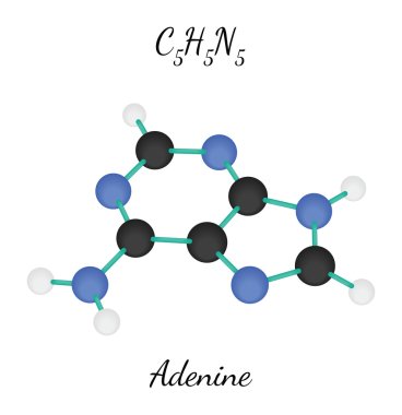 C5h5n5 adenin molekül