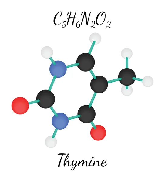 C5H6N2O2 Molécula de timina — Vector de stock