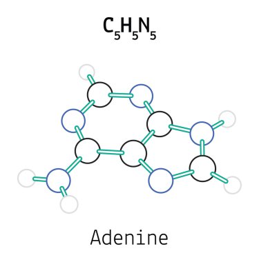 C5h5n5 adenin molekül
