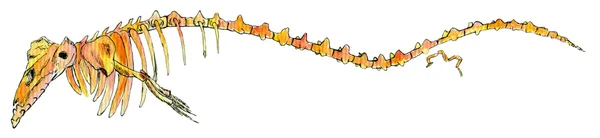 クジラの恐竜骨格水彩図面 — ストック写真