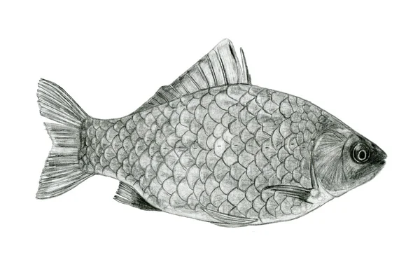 Fish sea bass sketch drawing — Stock Photo, Image