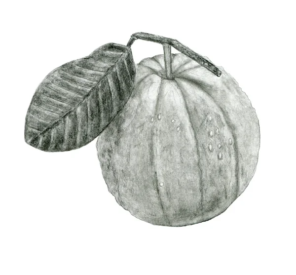 Guava sketch drawing — Stock Photo, Image
