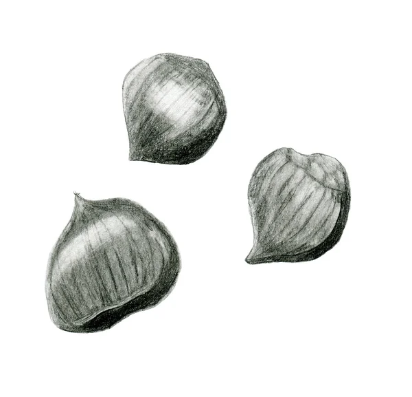 Chestnut sketch drawing — Stock Photo, Image