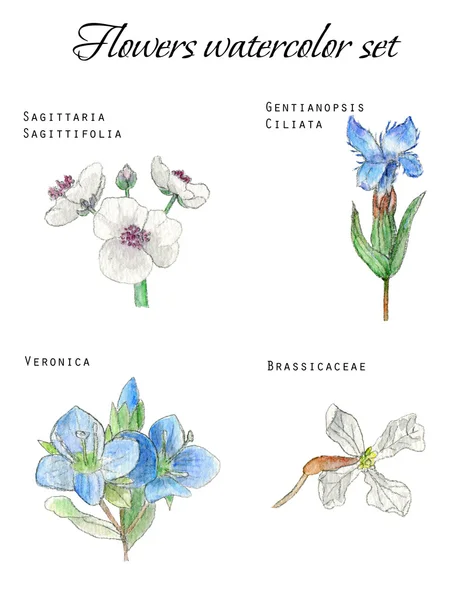 Hand drawn flowers watercolor set — Stock Photo, Image