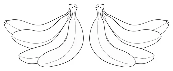 Delightful garden - Bunch of four bananas — Stock Vector