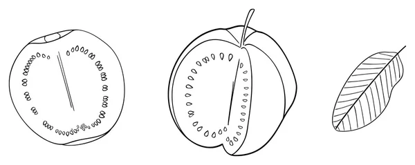 Keyifli Bahçe - Set bir guava ve onun yarım ve yaprak — Stok Vektör