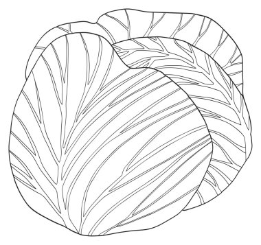 Keyifli Bahçe - lahana yuvarlak