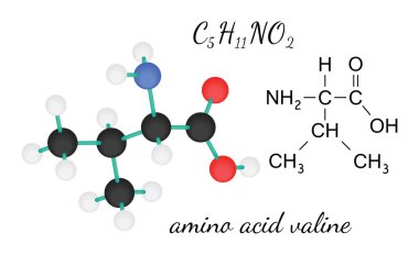 C5h11no2 Valin amino asit molekül