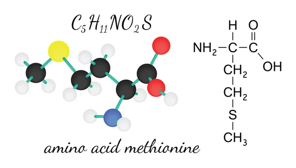 C5H11NO2S methionine amino acid molecule — Stock Vector