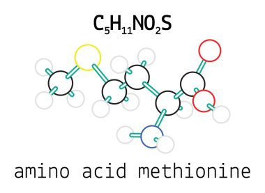 C5h11no2s metionin amino asit molekül