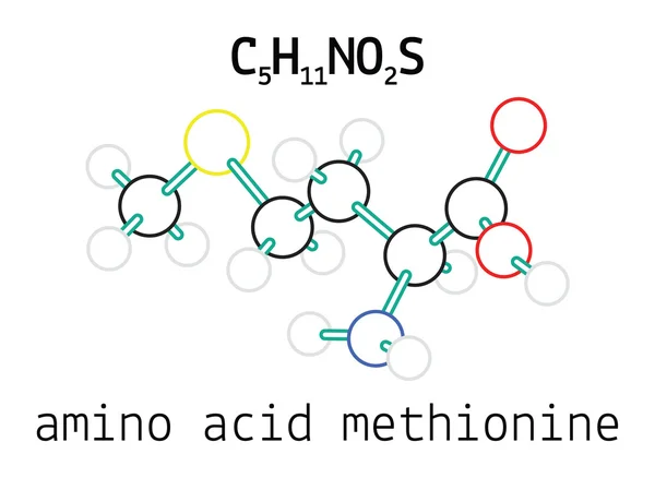 C5H11NO2S molécula de aminoácido metionina — Vector de stock