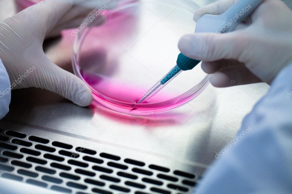 Laboratory work with tissue cultures