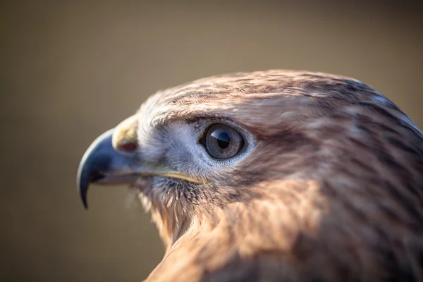 Retrato de buzzard de pernas compridas — Fotografia de Stock