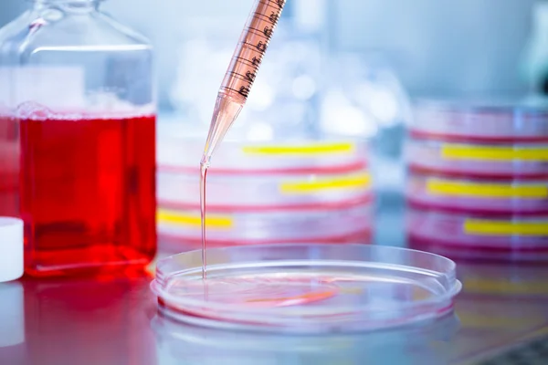 Kültür orta Petri kabına döküyor