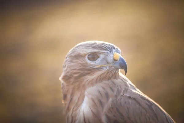 Retrato de buzzard de pernas compridas Fotos De Bancos De Imagens