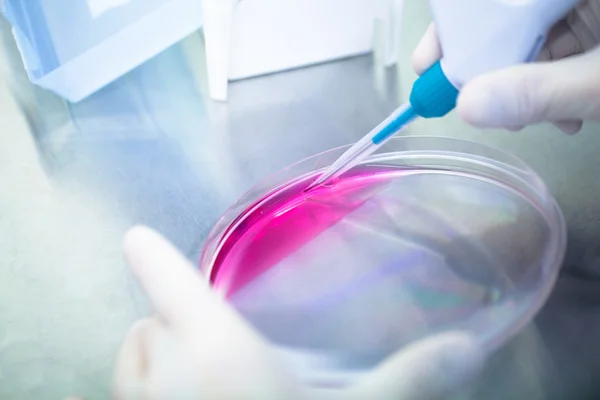 Laboratory work with tissue cultures — Stock Photo, Image
