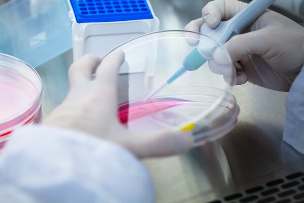 Laboratory work with tissue cultures