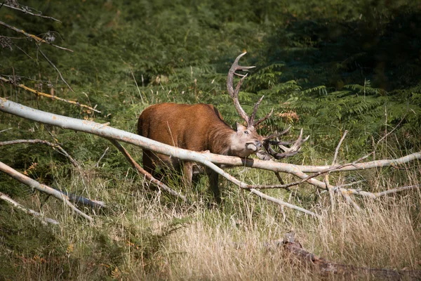 Espléndido ciervo arañando con una rama en el bosque en Richmond par —  Fotos de Stock