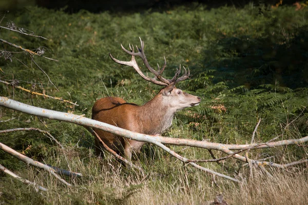 Espléndido ciervo parado en la hierba amarilla alta en el parque Richmond —  Fotos de Stock