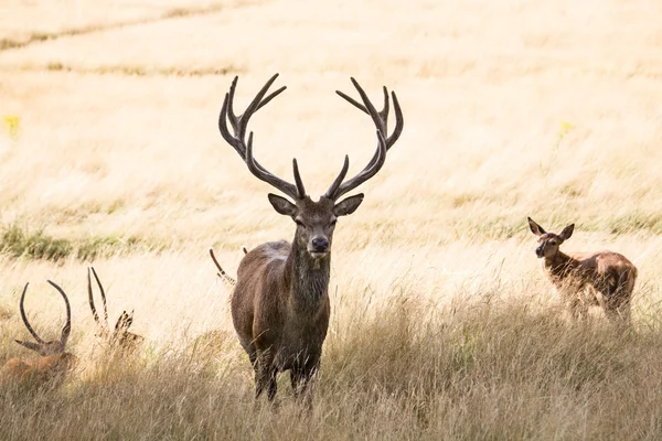 Richmon uzun boylu sarı çim sürüde ile muhteşem geyik ayakta — Stok fotoğraf