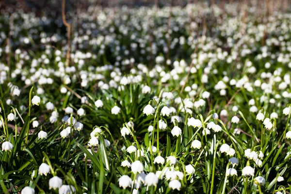 Kardelen çiçek çiçek açan alan