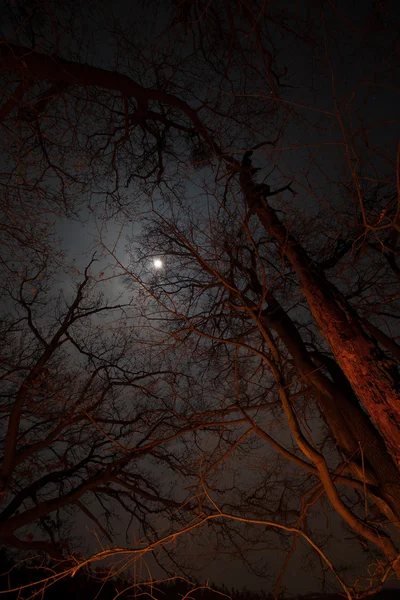 Vista noturna das árvores iluminadas pela fogueira contra a lua Imagens De Bancos De Imagens Sem Royalties