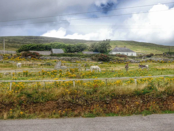 İrlanda alan beyaz atı ile