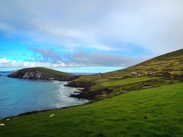 De seacost van Ierland met witte sheeps Rechtenvrije Stockfoto's