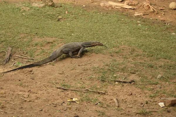 Lagarto Monitor Água Procura Comida Acampamento Natural Dangamala Parque Nacional — Fotografia de Stock