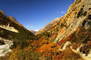 Gangotri Ulusal Parkı, uttarakhand, Hindistan 'da sonbaharın tüm dağ yollarının rengi