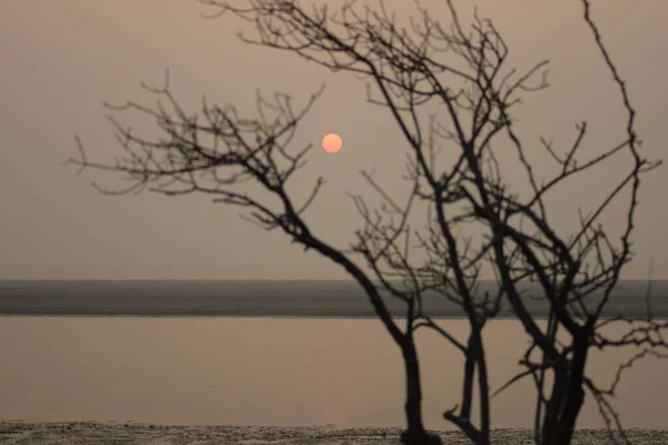 Lever Soleil Arrière Des Branches Arbres Séchés Avec Accent Sélectif — Photo