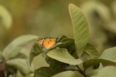 Twany coster kelebeği Henry Adası, Batı Bengal, Hindistan 'da bir yaprağa dikiş attı.