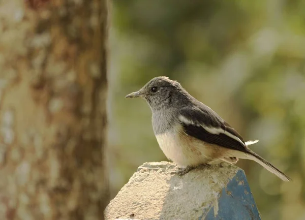 Mulher Oriental Magpie Robin Sentado Pilar — Fotografia de Stock