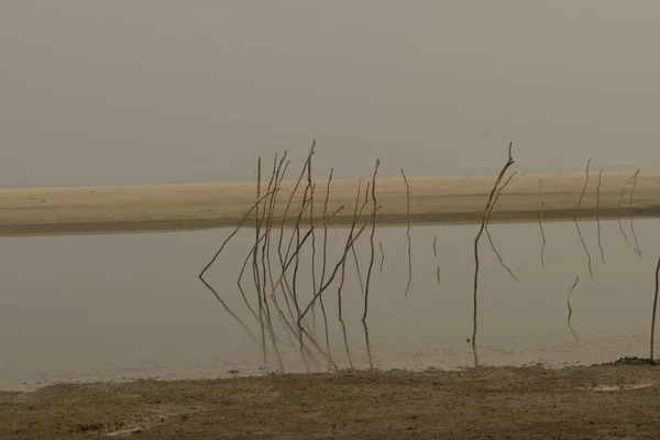 Branches Arbres Immergées Ont Fait Surface Dans Les Eaux Peu — Photo