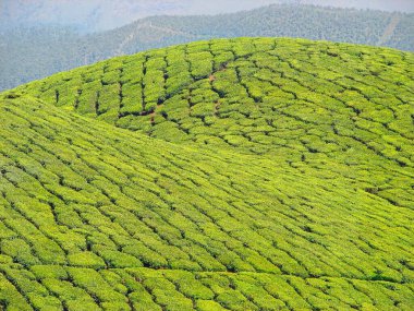 rolling tea gardens at munnar, kerala, india clipart
