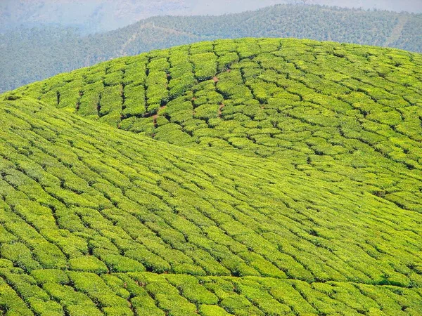 Jardin Thé Roulant Munnar Kerala Inde — Photo