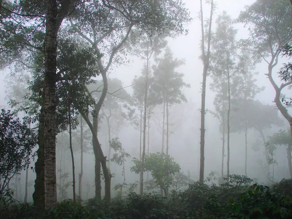 Foresta Nebbiosa Mattino Yercaud Tamilnadu India — Foto Stock