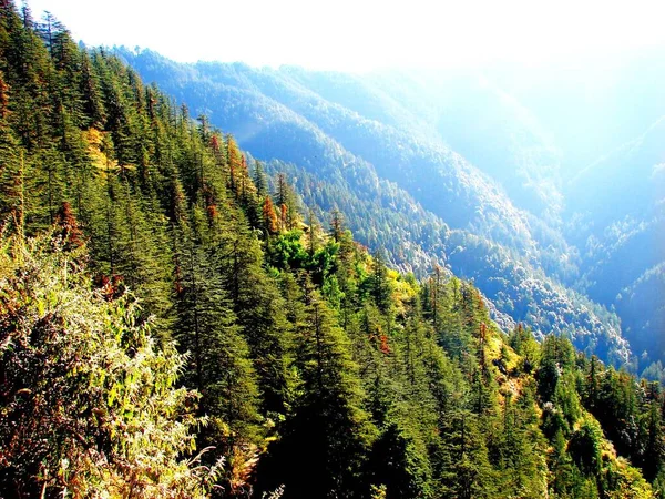 Dschungel Berghang Von Shimla Himachal Pradesh Indien — Stockfoto